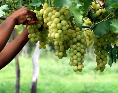 O que é ser sustentável no setor vinícola?